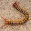 How to get rid of centipedes