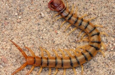 How to get rid of centipedes