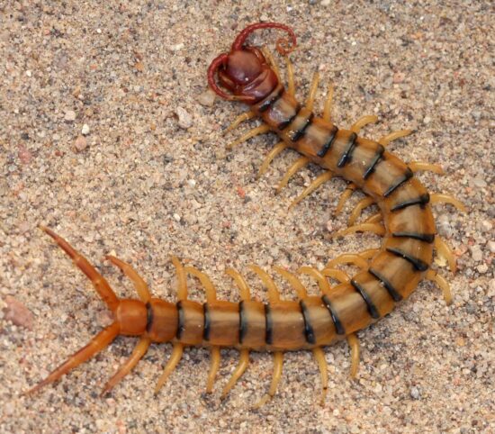 How to get rid of centipedes