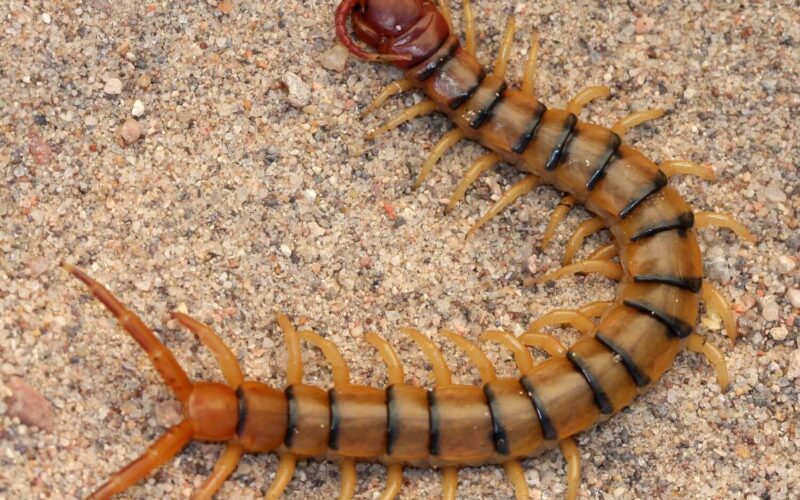 How to get rid of centipedes