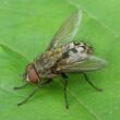 How to get rid of cluster flies