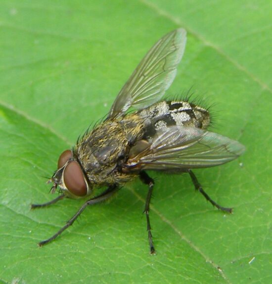 How to get rid of cluster flies