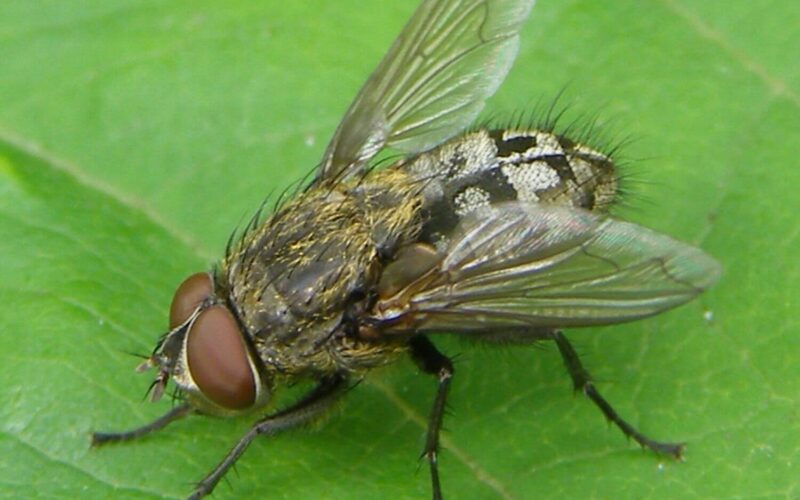 How to get rid of cluster flies