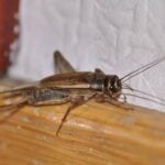How to get rid of crickets