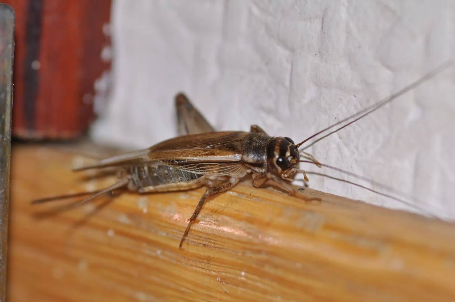 How to get rid of crickets