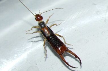 How to get rid of earwigs