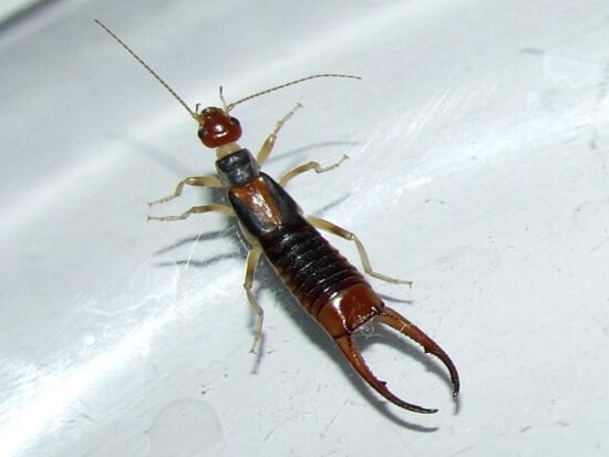 How to get rid of earwigs