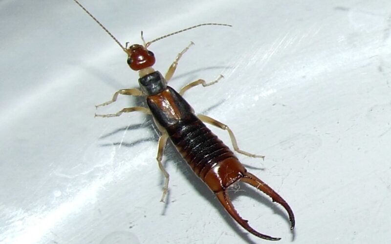 How to get rid of earwigs