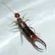 How to get rid of earwigs