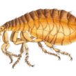 How to get rid of fleas