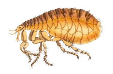 How to get rid of fleas