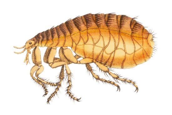 How to get rid of fleas