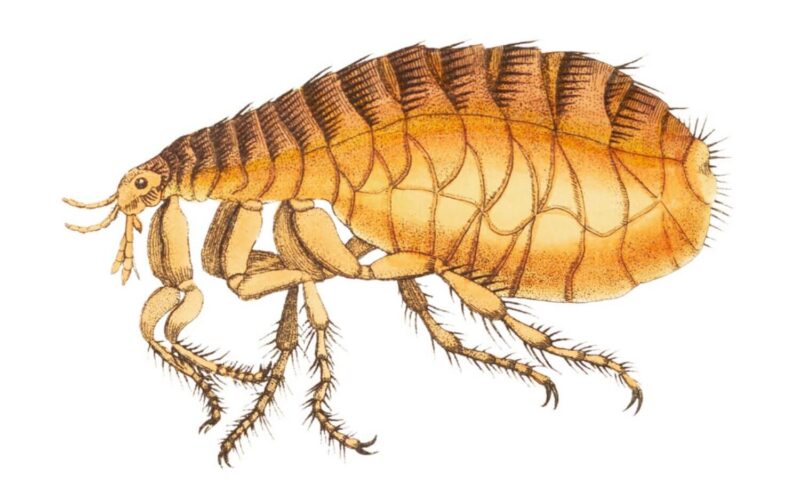 How to get rid of fleas