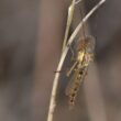 How to get rid of midges