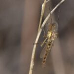 How to get rid of midges