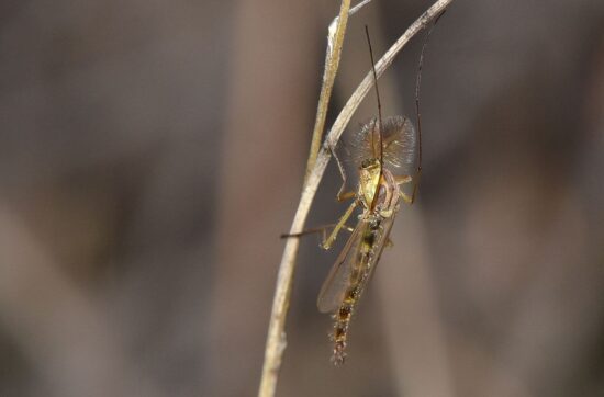 How to get rid of midges