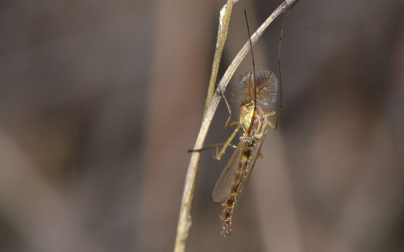 How to get rid of midges