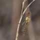 How to get rid of midges