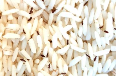 How to get rid of rice weevils