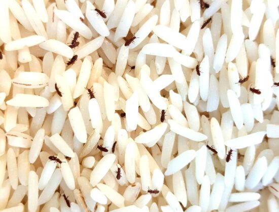 How to get rid of rice weevils