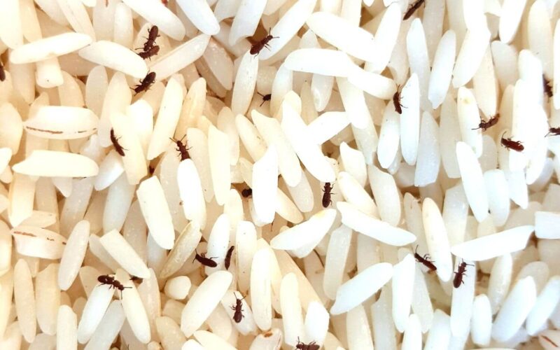 How to get rid of rice weevils