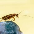 How to get rid of roaches in your car