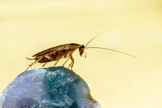 How to get rid of roaches in your car