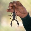 How to get rid of scorpions
