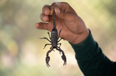 How to get rid of scorpions