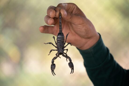 How to get rid of scorpions