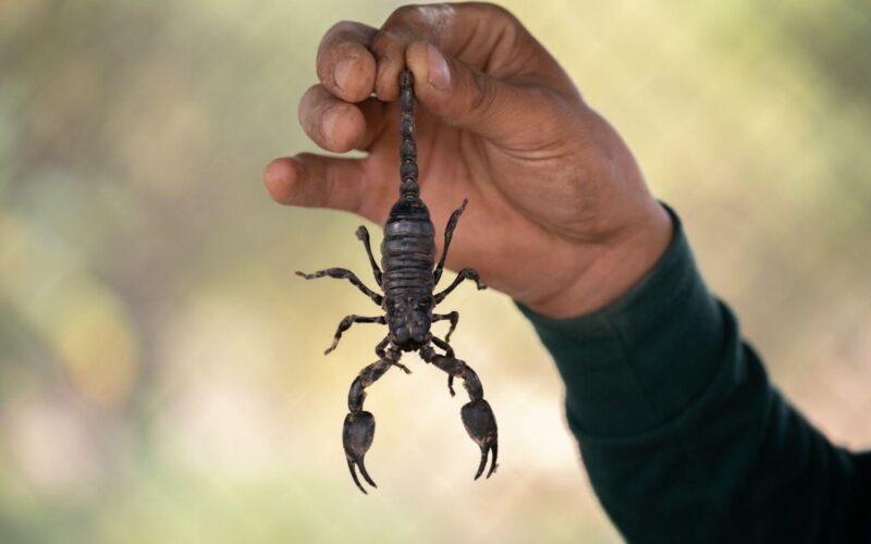 How to get rid of scorpions