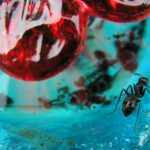 How to keep ants off a hummingbird feeder