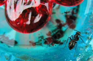 How to keep ants off a hummingbird feeder
