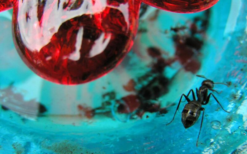 How to keep ants off a hummingbird feeder