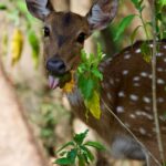How To Keep Deer From Eating Plants How To Keep Deer From Eating Plants: 9 Methods That Work