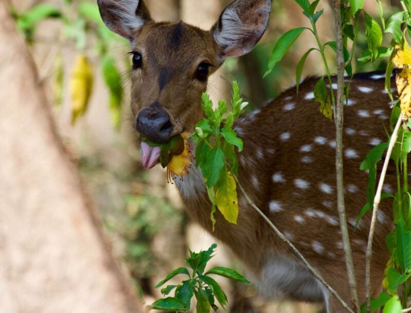 How To Keep Deer From Eating Plants