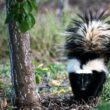 How to keep skunks away