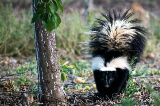 How to keep skunks away