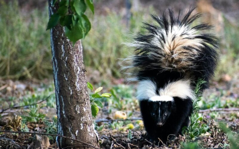 How to keep skunks away