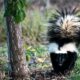How to keep skunks away