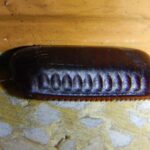 How to kill cockroach eggs