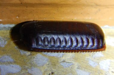 How to kill cockroach eggs