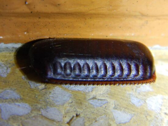 How to kill cockroach eggs