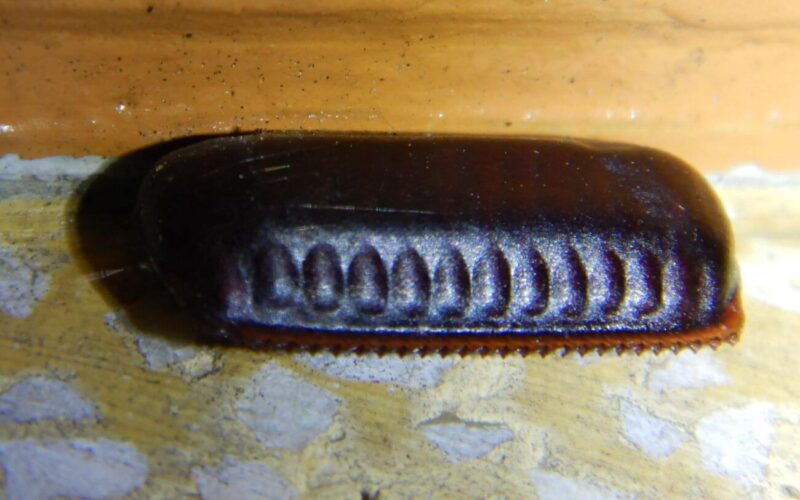 How to kill cockroach eggs