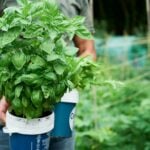How to stop bugs from eating basil