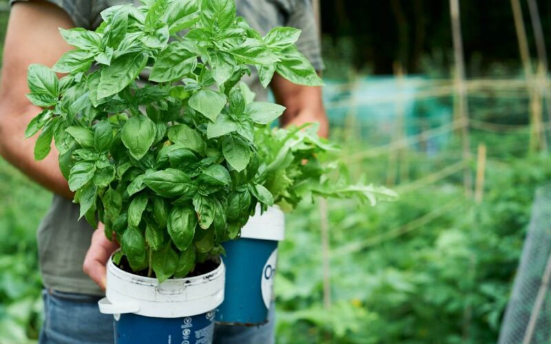 How to stop bugs from eating basil
