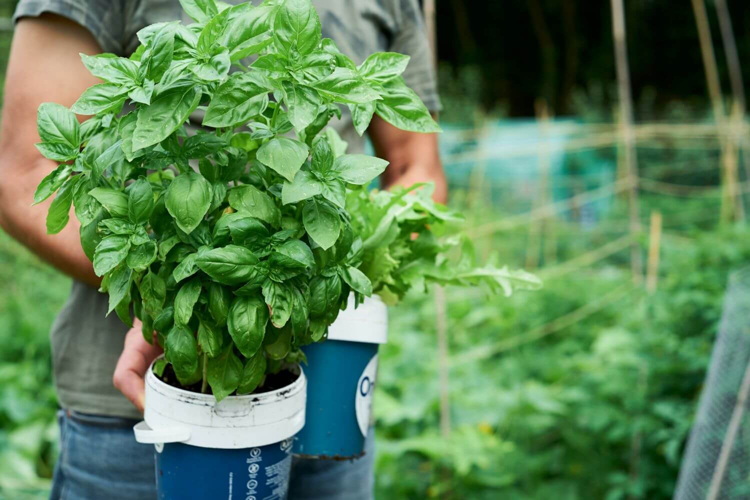 How to stop bugs from eating basil
