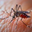 States with the least mosquitoes
