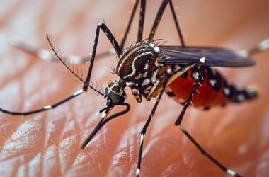 States with the least mosquitoes