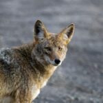What do coyotes eat